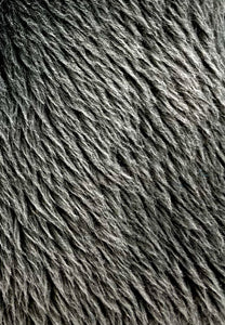 Bandeau JAC - Gris